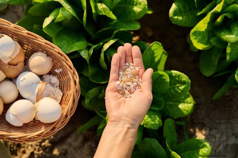 Eggshells in the Garden: Benefits, Uses & Debunked Myths