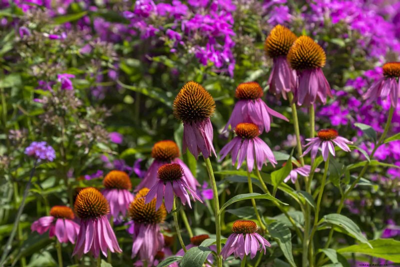 Drought-Resistant Gardening: 7 Proven Techniques for a Thriving Garden