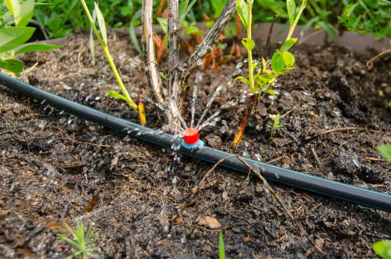 Drought-Resistant Gardening: 7 Proven Techniques for a Thriving Garden