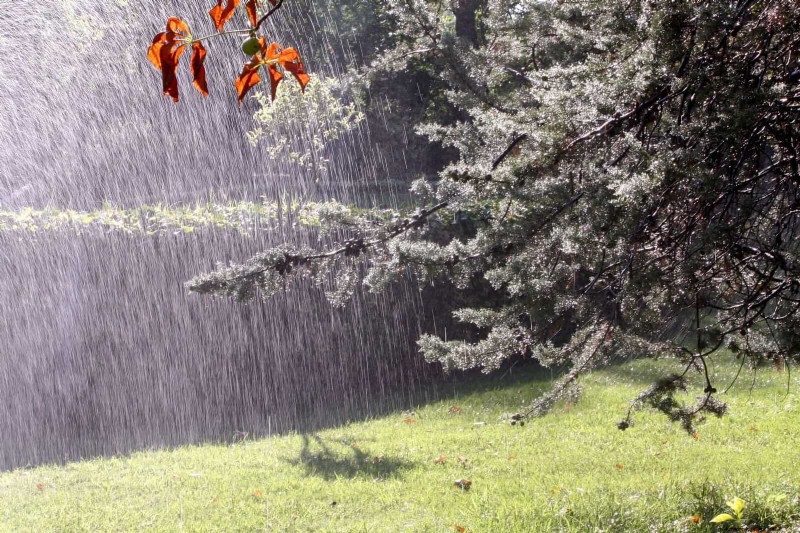 Drought-Resistant Gardening: 7 Proven Techniques for a Thriving Garden