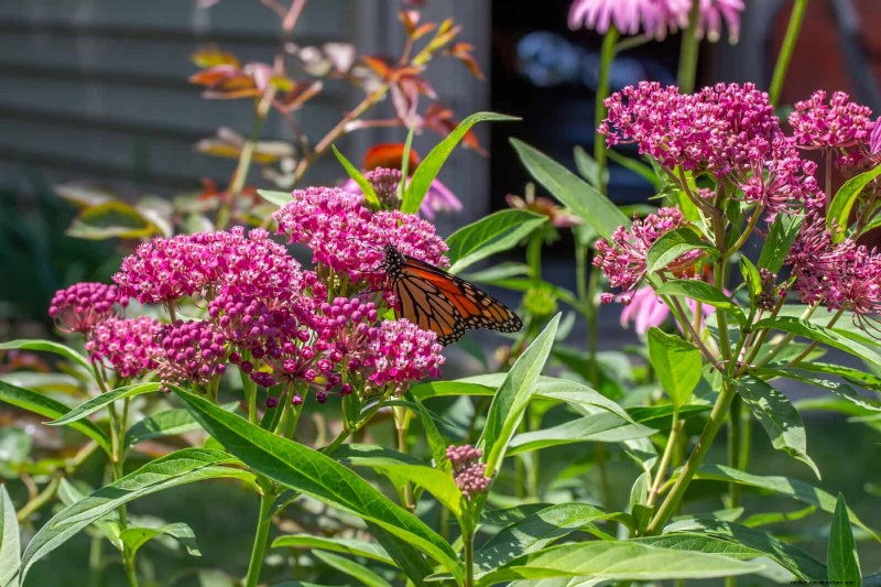 Drought-Resistant Gardening: 7 Proven Techniques for a Thriving Garden