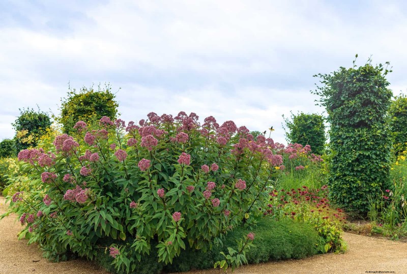 Drought-Resistant Gardening: 7 Proven Techniques for a Thriving Garden