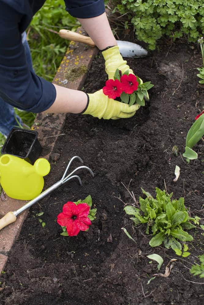 Drought-Resistant Gardening: 7 Proven Techniques for a Thriving Garden
