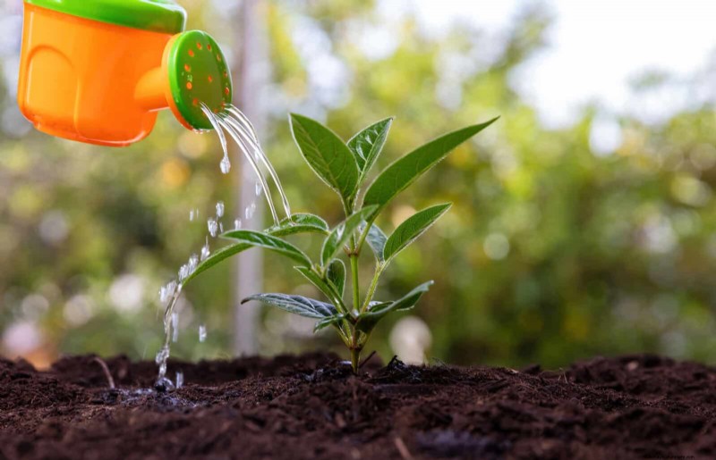Drought-Resistant Gardening: 7 Proven Techniques for a Thriving Garden