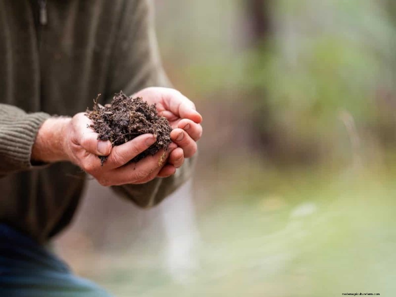 Natural Lawn Care: Healthy Grass Without Chemicals