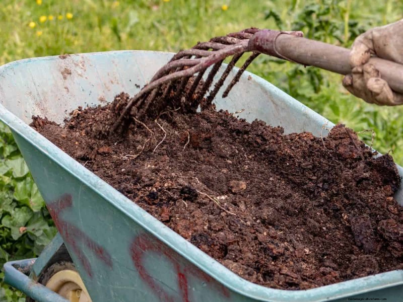 Natural Lawn Care: Healthy Grass Without Chemicals