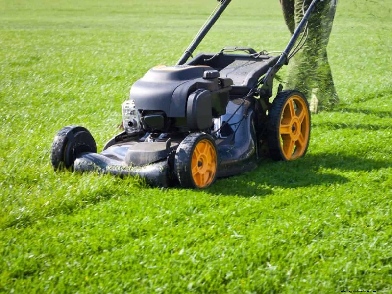 Natural Lawn Care: Healthy Grass Without Chemicals