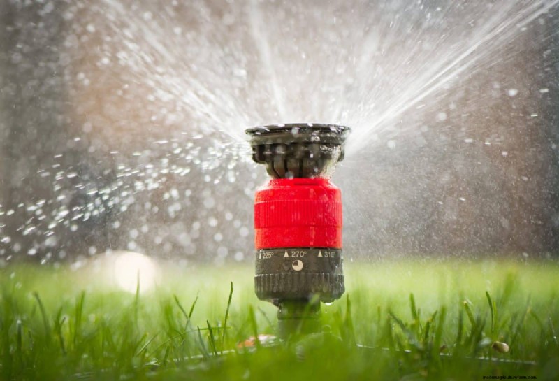 Natural Lawn Care: Healthy Grass Without Chemicals