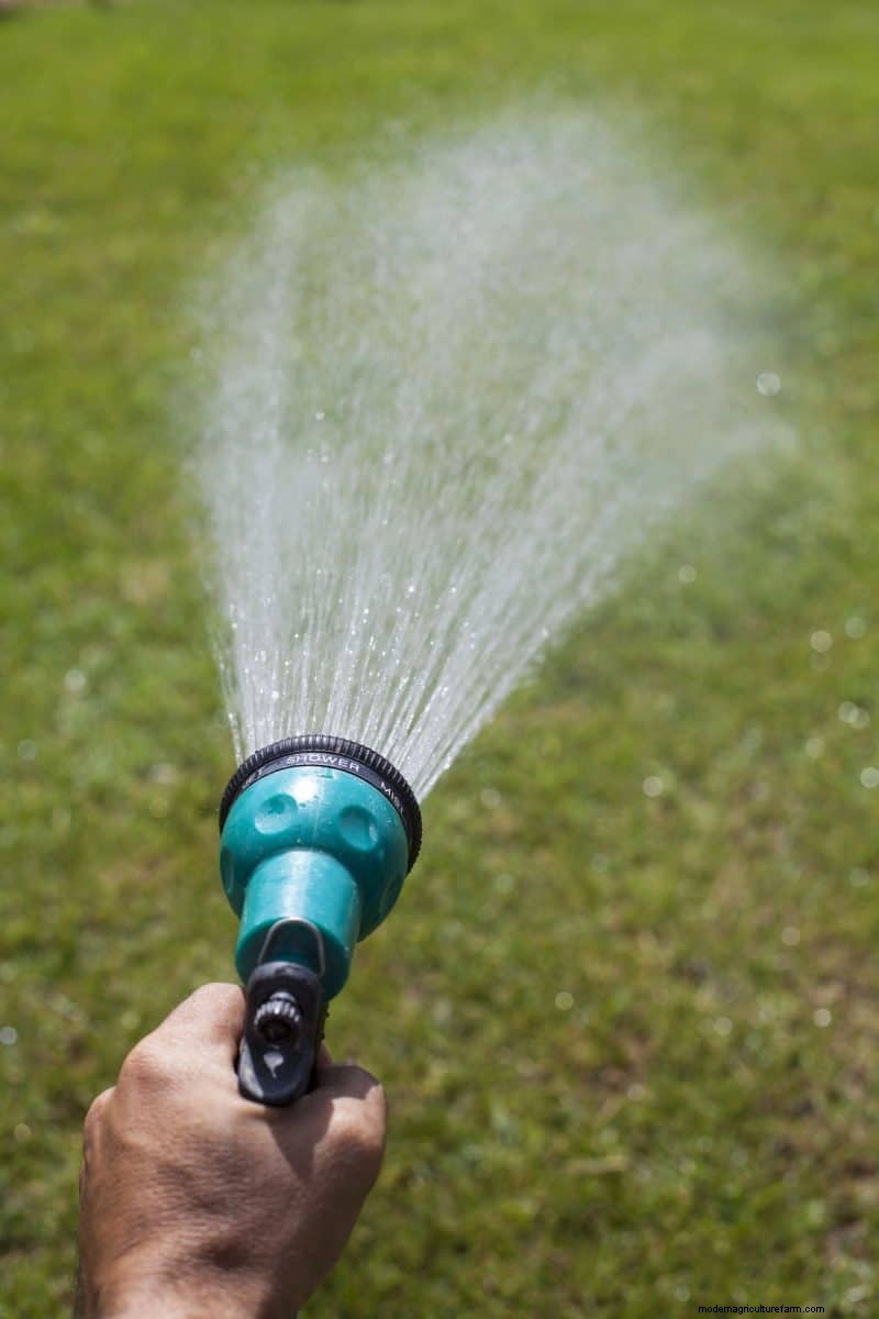 Natural Lawn Care: Healthy Grass Without Chemicals