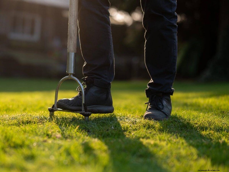 Natural Lawn Care: Healthy Grass Without Chemicals
