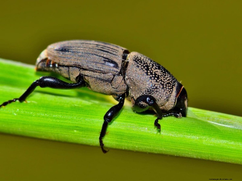 Natural Lawn Care: Healthy Grass Without Chemicals