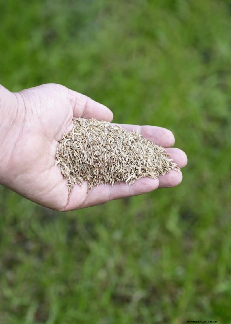 Natural Lawn Care: Healthy Grass Without Chemicals