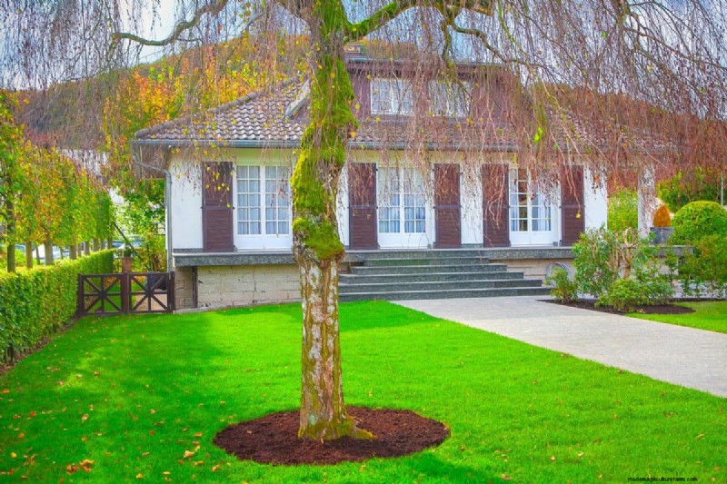 Natural Lawn Care: Healthy Grass Without Chemicals