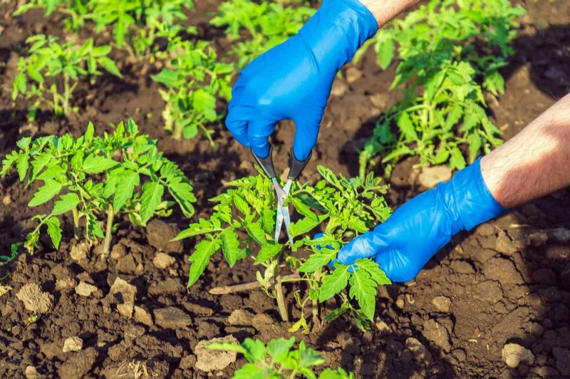Tomato Leaf Pruning: Benefits & How-To for Higher Yields