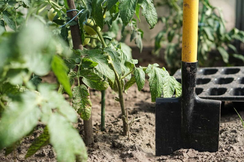 Tomato Leaf Pruning: Benefits & How-To for Higher Yields