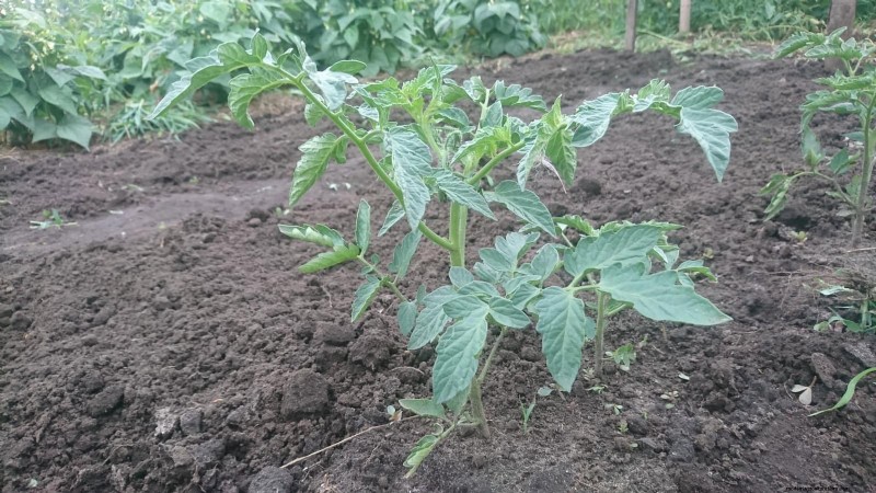 Tomato Leaf Pruning: Benefits & How-To for Higher Yields