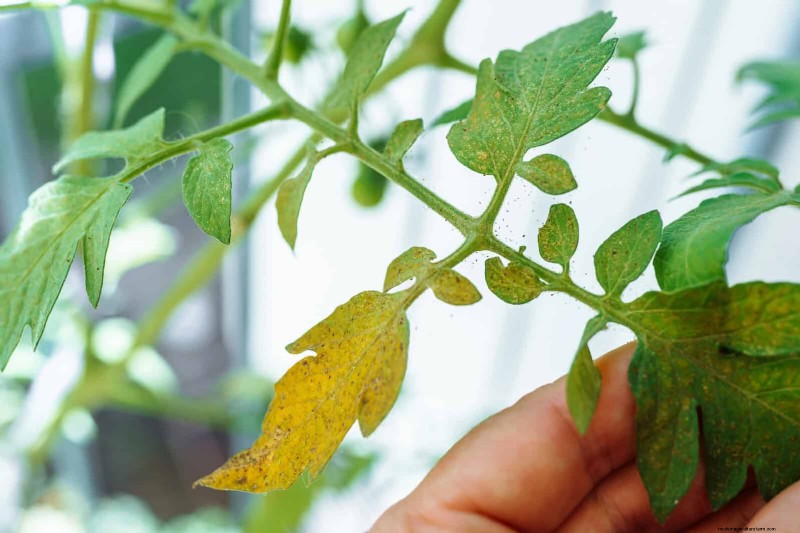Tomato Leaf Pruning: Benefits & How-To for Higher Yields