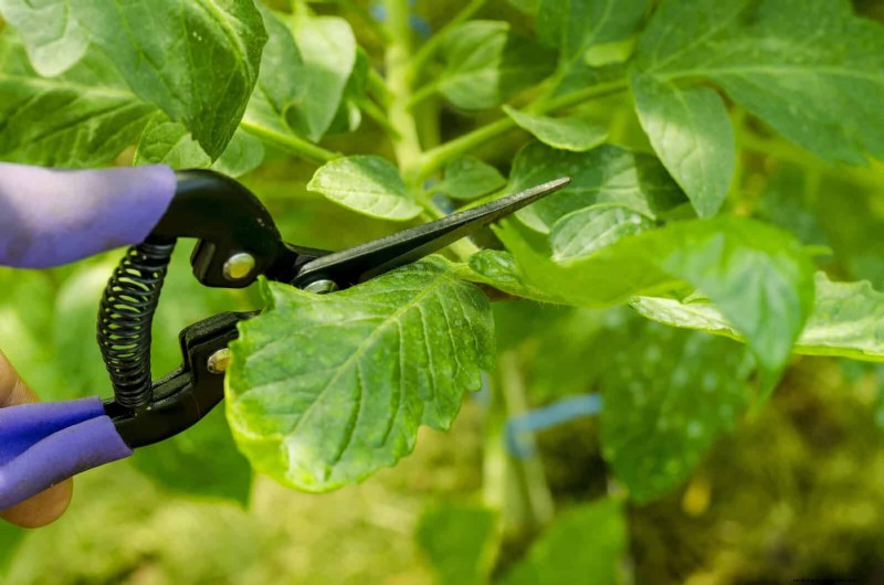 Tomato Leaf Pruning: Benefits & How-To for Higher Yields