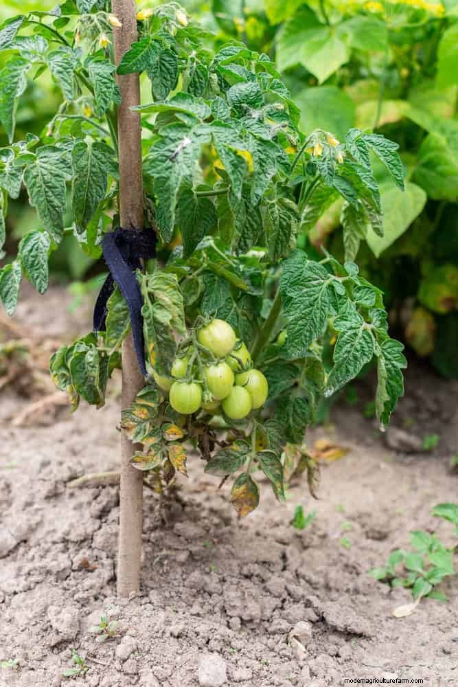 Tomato Leaf Pruning: Benefits & How-To for Higher Yields