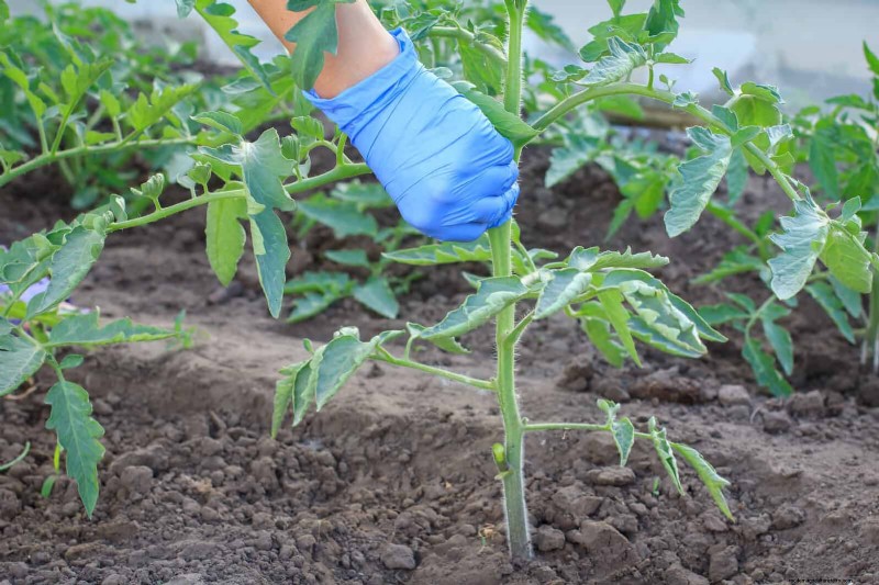 Tomato Leaf Pruning: Benefits & How-To for Higher Yields