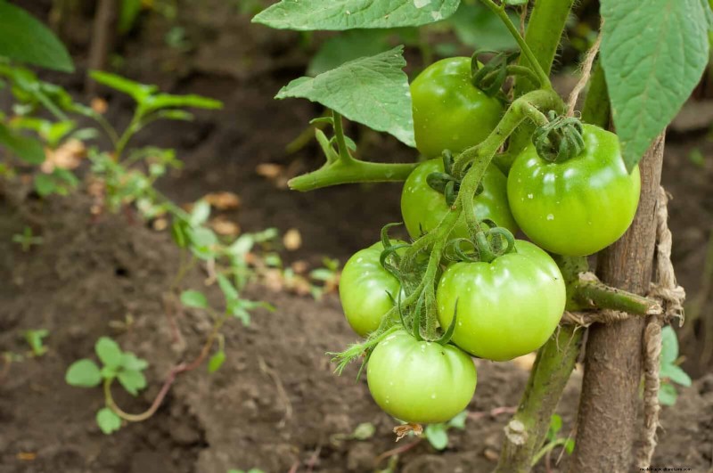 Tomato Leaf Pruning: Benefits & How-To for Higher Yields