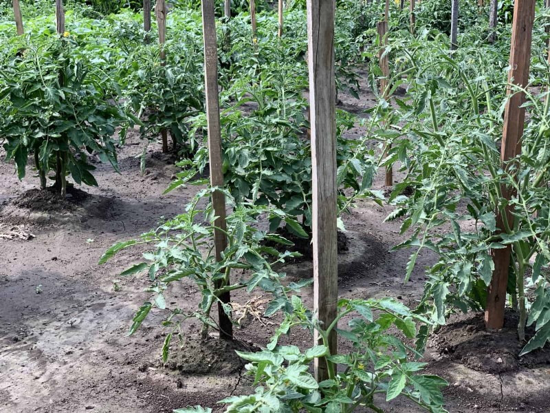 Tomato Leaf Pruning: Benefits & How-To for Higher Yields