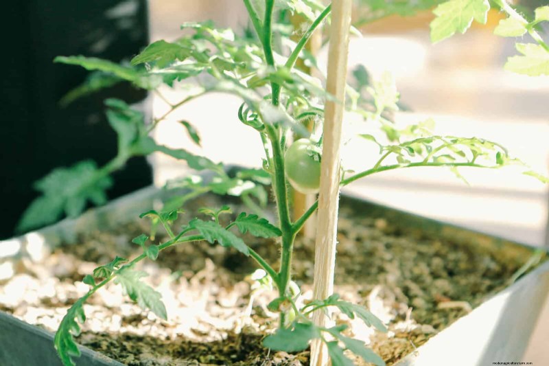 Tomato Leaf Pruning: Benefits & How-To for Higher Yields