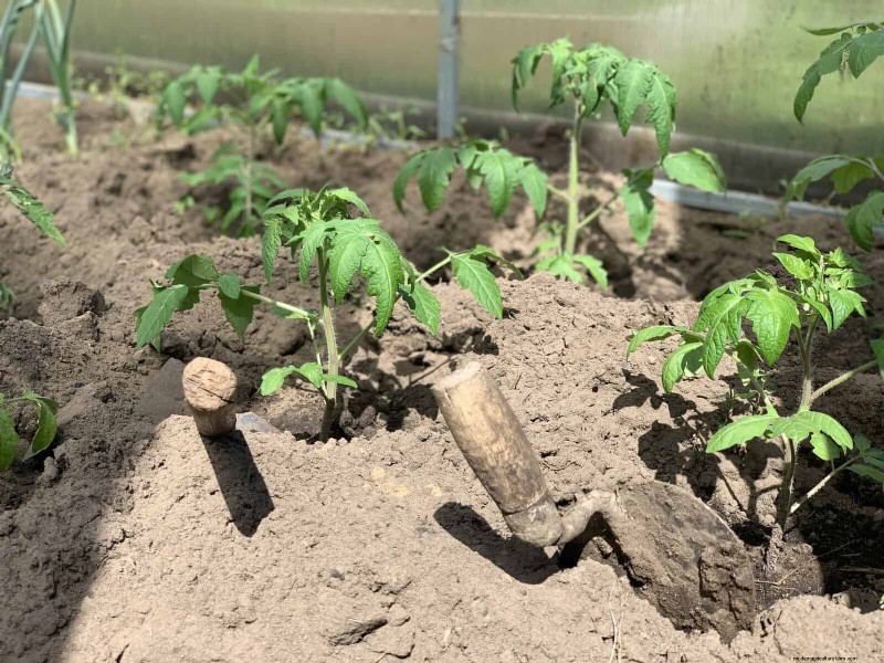 Tomato Leaf Pruning: Benefits & How-To for Higher Yields