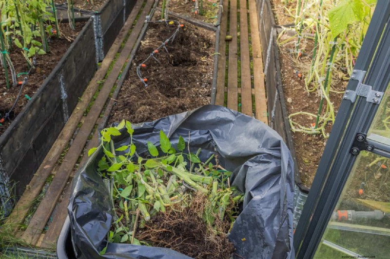 Tomato Leaf Pruning: Benefits & How-To for Higher Yields