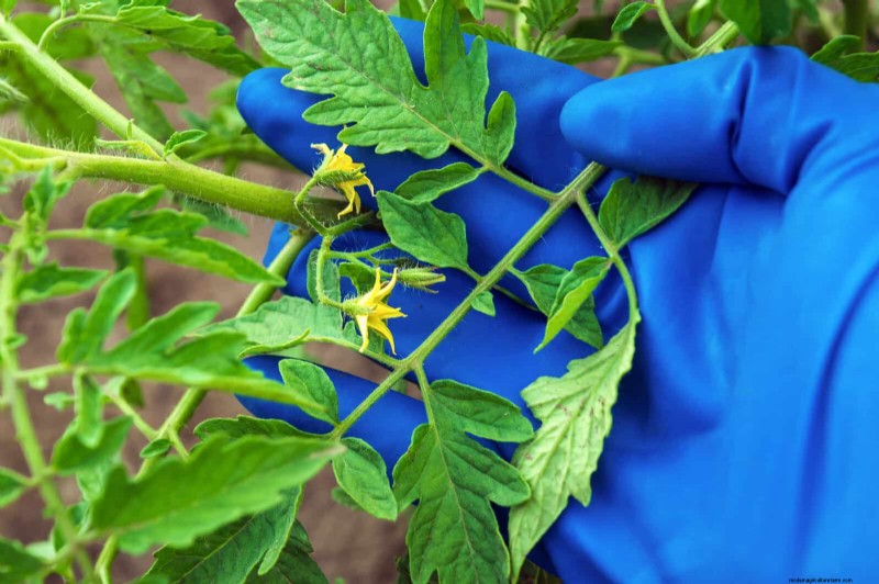 Tomato Leaf Pruning: Benefits & How-To for Higher Yields