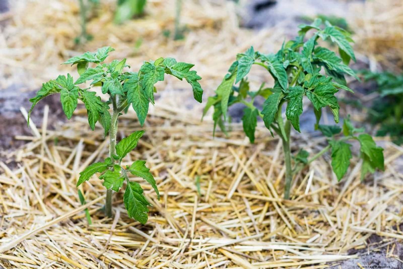 Tomato Leaf Pruning: Benefits & How-To for Higher Yields