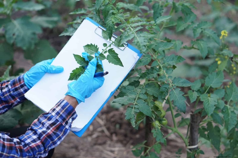 Tomato Leaf Pruning: Benefits & How-To for Higher Yields