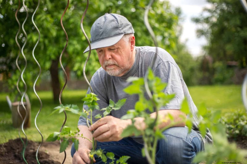 Tomato Leaf Pruning: Benefits & How-To for Higher Yields