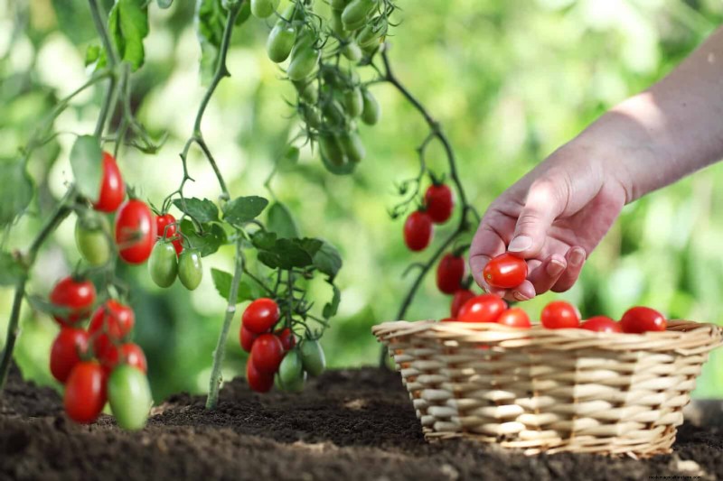 Tomato Growing Mistakes: Avoid Crop Failure This Summer