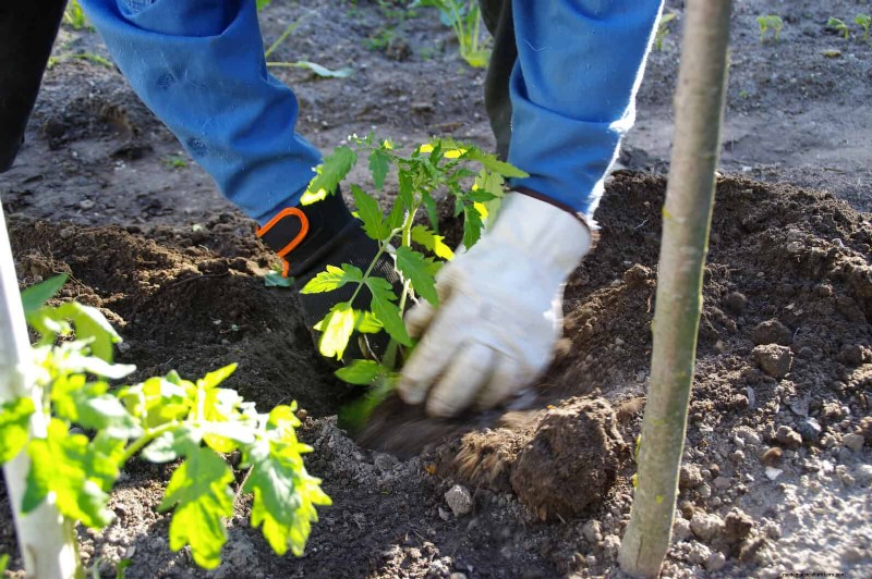 Tomato Growing Mistakes: Avoid Crop Failure This Summer