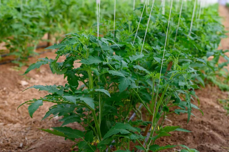 Tomato Growing Mistakes: Avoid Crop Failure This Summer