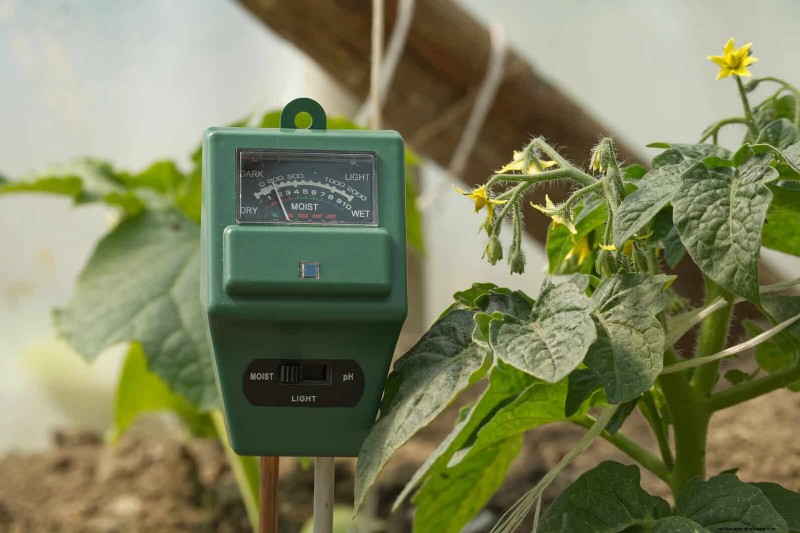 Tomato Growing Mistakes: Avoid Crop Failure This Summer