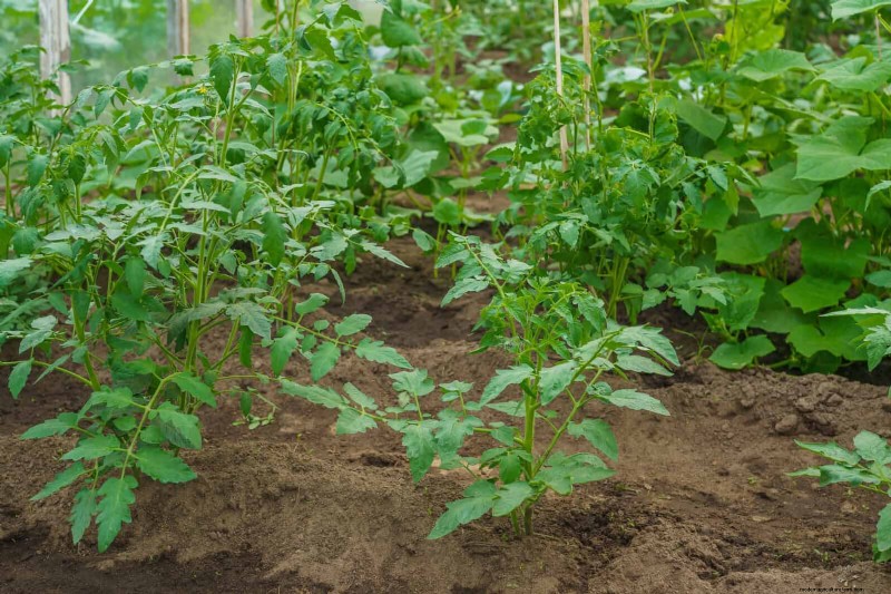 Tomato Growing Mistakes: Avoid Crop Failure This Summer