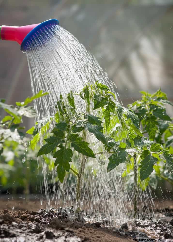 Tomato Growing Mistakes: Avoid Crop Failure This Summer