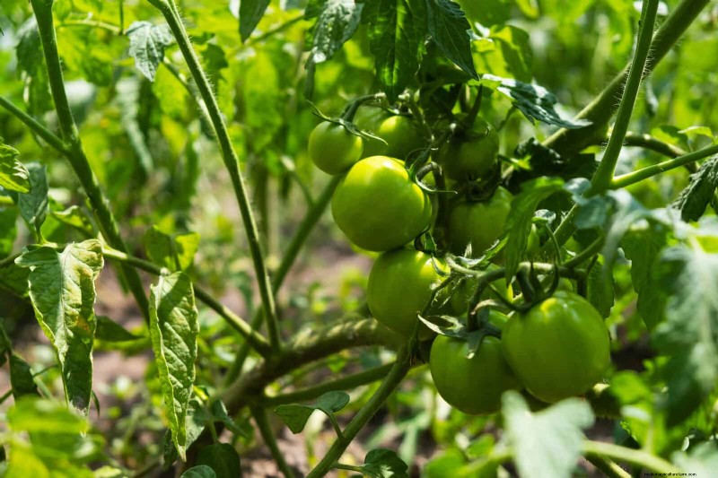 Tomato Growing Mistakes: Avoid Crop Failure This Summer
