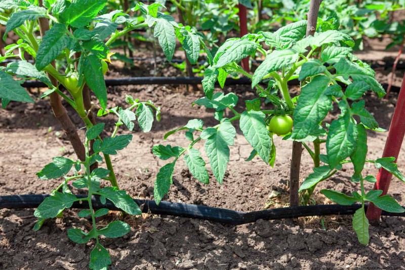 Tomato Growing Mistakes: Avoid Crop Failure This Summer