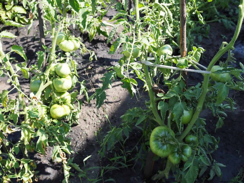 Tomato Growing Mistakes: Avoid Crop Failure This Summer