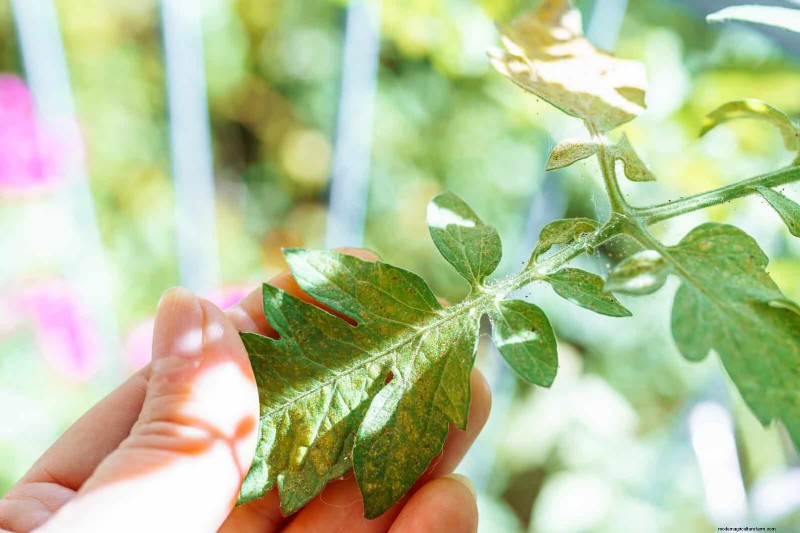Tomato Growing Mistakes: Avoid Crop Failure This Summer