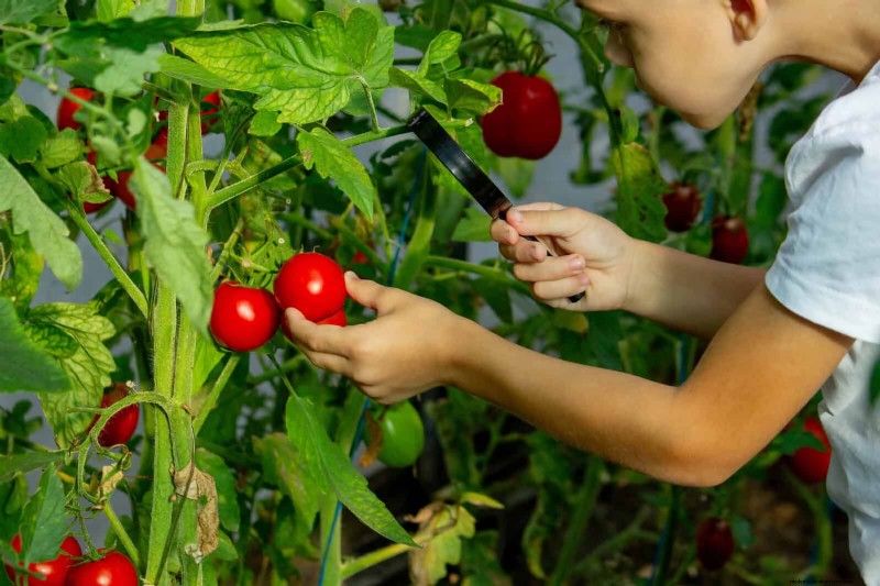 Tomato Growing Mistakes: Avoid Crop Failure This Summer