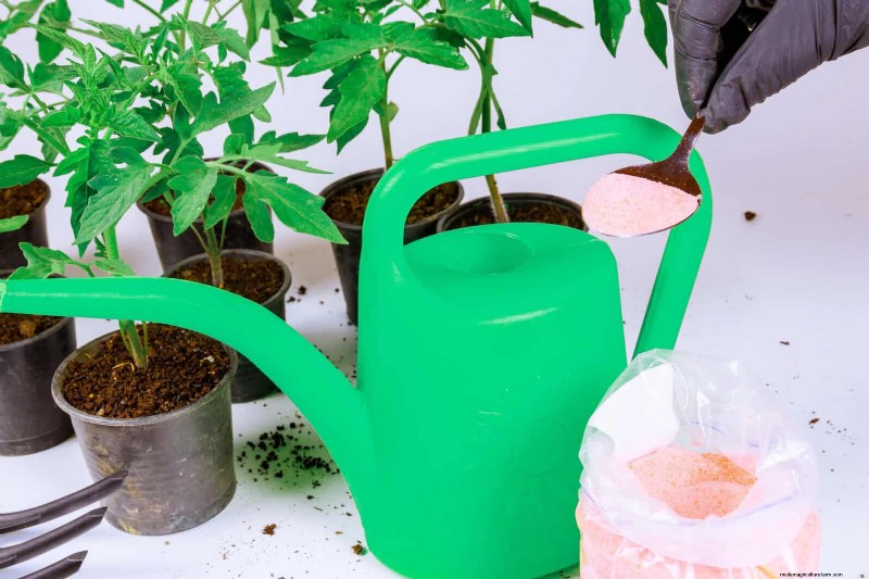 Tomato Growing Mistakes: Avoid Crop Failure This Summer