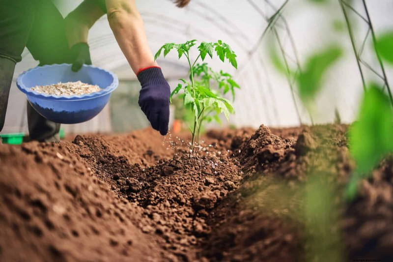 Tomato Growing Mistakes: Avoid Crop Failure This Summer