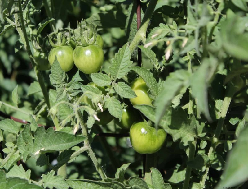 Tomato Growing Mistakes: Avoid Crop Failure This Summer