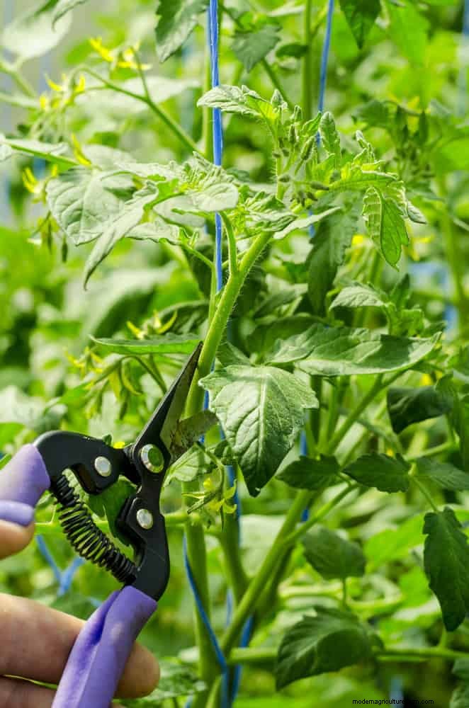 Tomato Growing Mistakes: Avoid Crop Failure This Summer