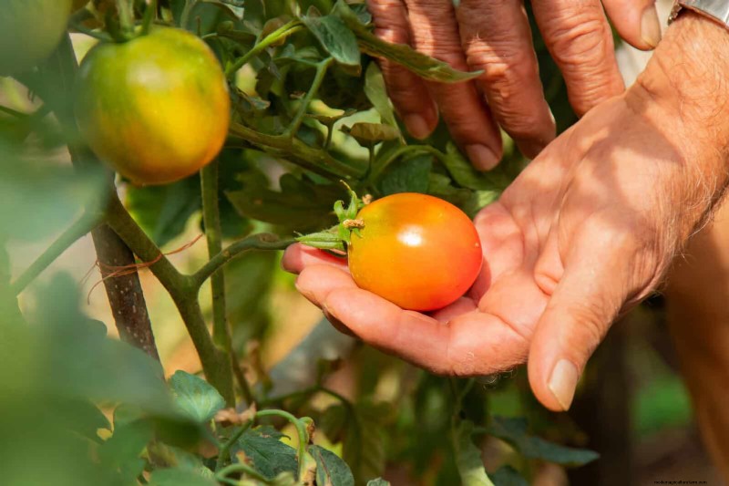 Tomato Growing Mistakes: Avoid Crop Failure This Summer