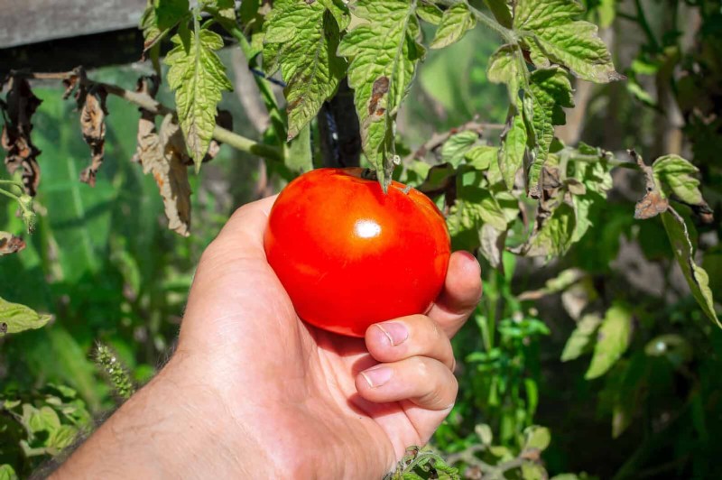Tomato Growing Mistakes: Avoid Crop Failure This Summer